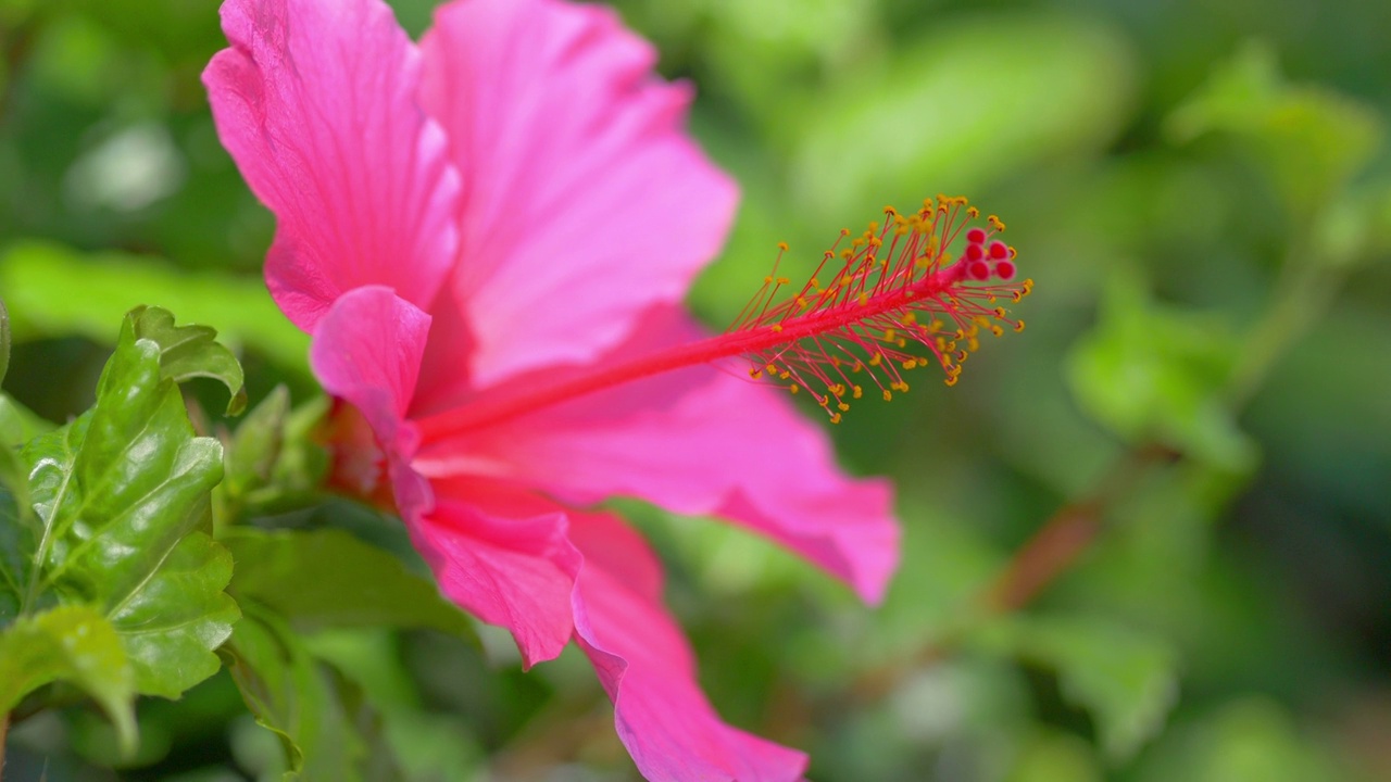 粉红色的芙蓉花绽放在4k慢镜头60帧视频素材