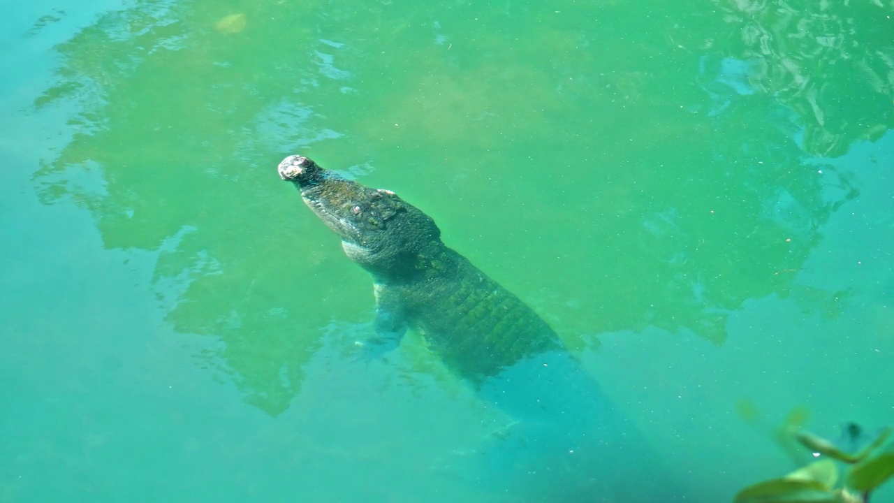 非洲短吻鳄漂浮在水里，潜到河底，然后从上面漂浮视频素材