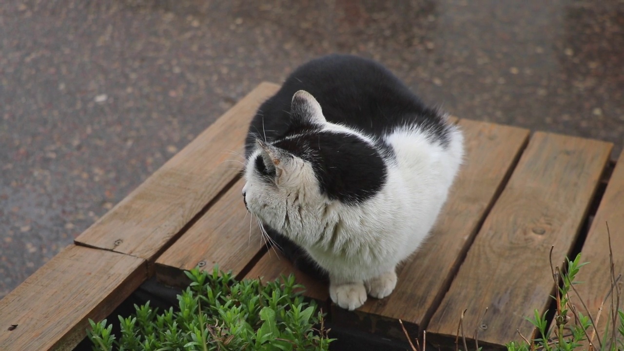 流浪猫在长凳上走来走去视频素材