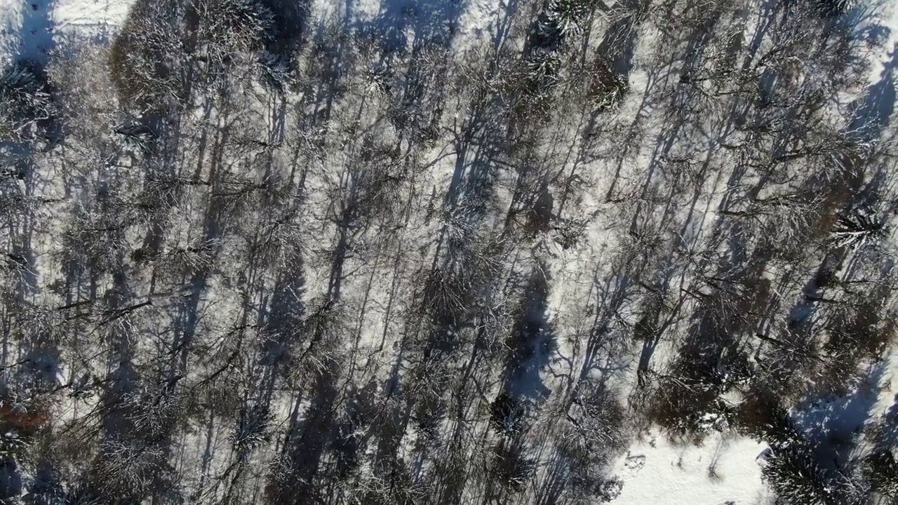 在雪山的冬季森林的无人机视图。喀尔巴阡山。乌克兰。佩特。视频素材