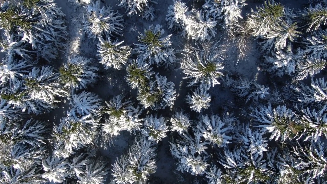 在雪山的冬季森林的无人机视图。喀尔巴阡山。乌克兰。佩特。视频素材