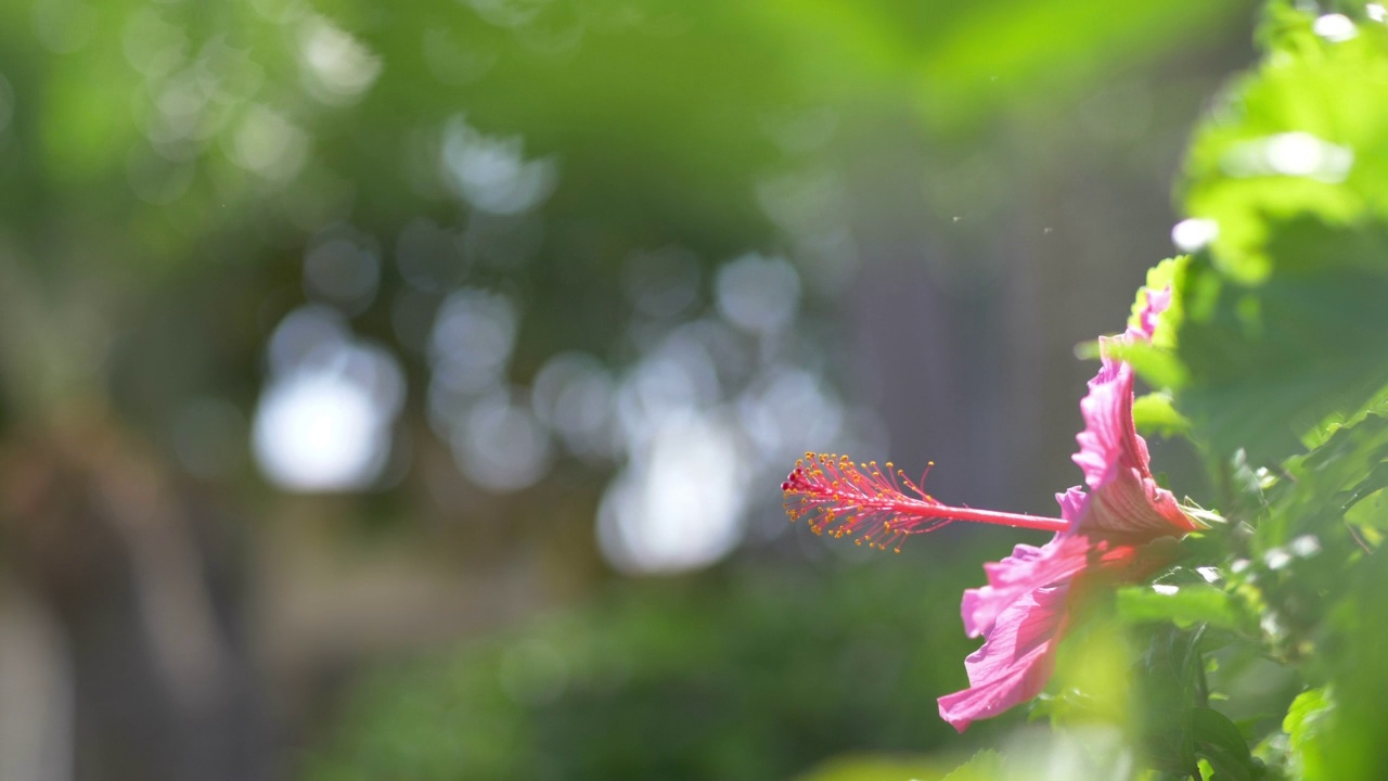 粉红色的芙蓉花绽放在4k慢镜头60帧视频素材