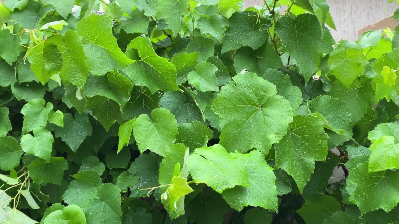 小雨打在树叶视频下载