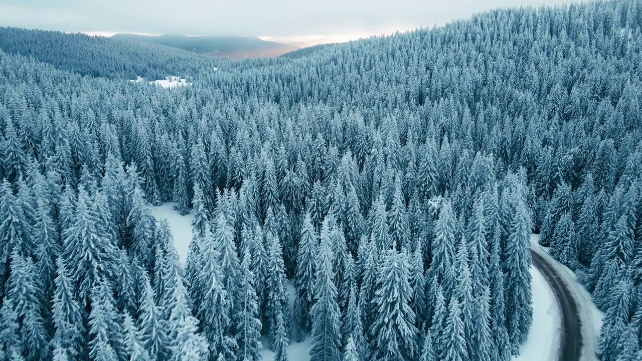 冬季鸟瞰图，在日出松林积雪的道路。视频素材