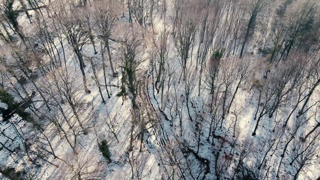 鸟瞰白雪覆盖的树林视频素材