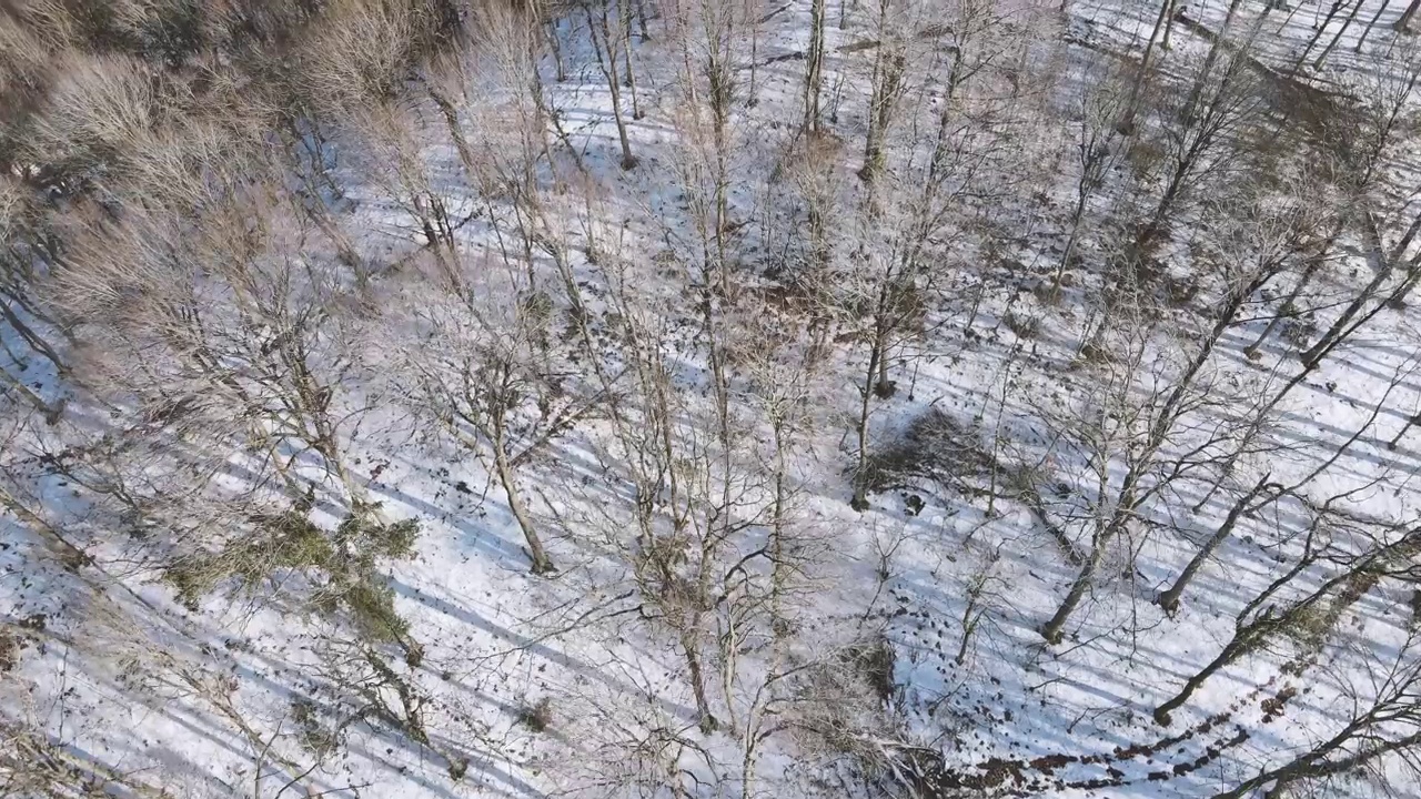 鸟瞰白雪覆盖的树林视频素材