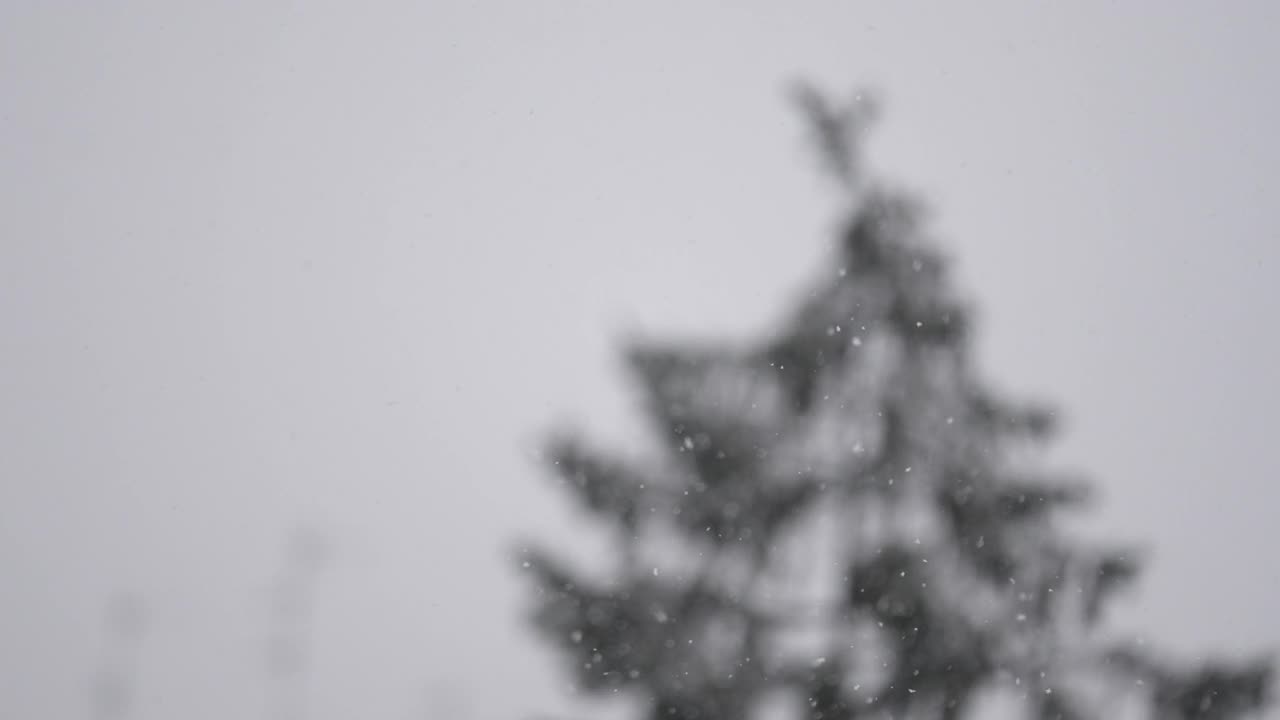 在暴风雪中，雪花落在松树上的细节。缓慢的运动。专注于雪。视频素材