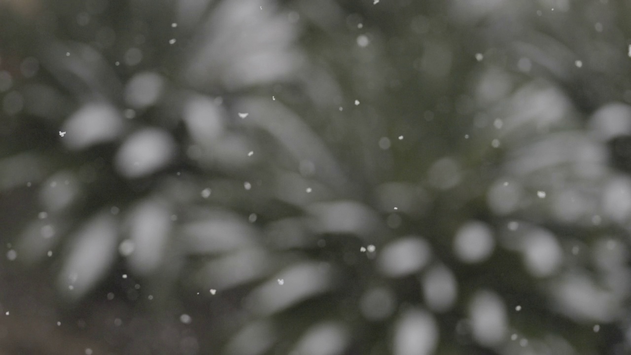 在暴风雪期间，雪花落在棕榈树上。缓慢的运动。专注于雪。视频素材