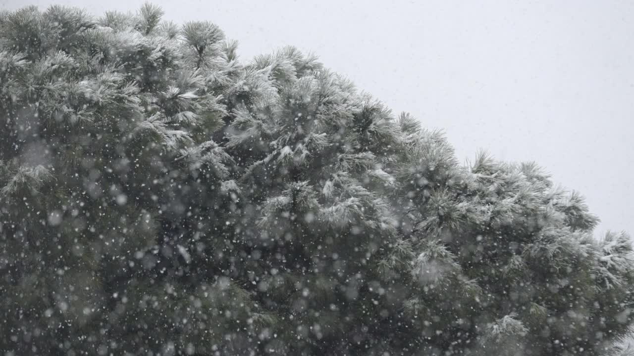 在暴风雪中，雪花落在松树上。缓慢的运动。视频素材