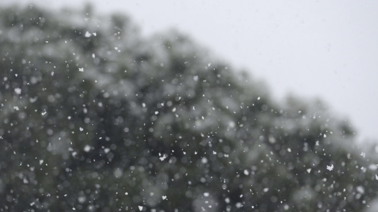 在暴风雪中，雪花落在松树上的细节。缓慢的运动。专注于雪。视频素材