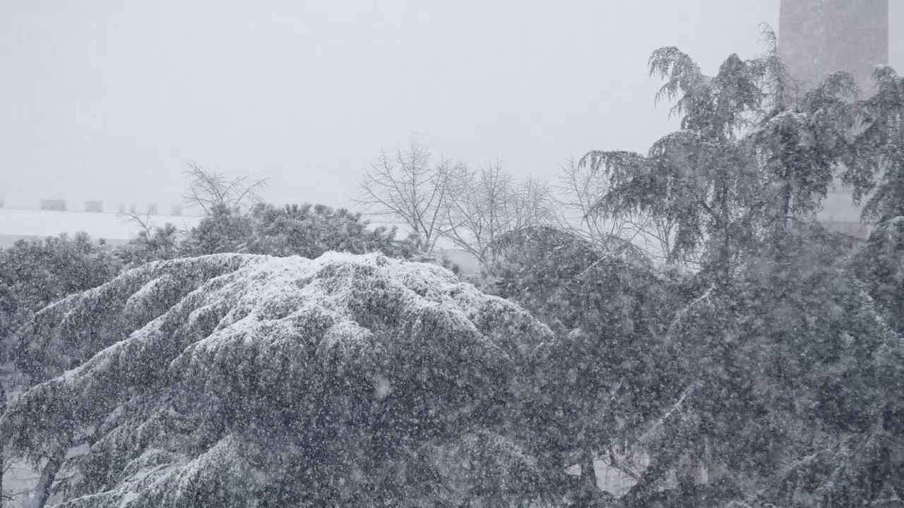 暴风雪中，雪花落在城市公园的松树上。缓慢的运动。视频素材