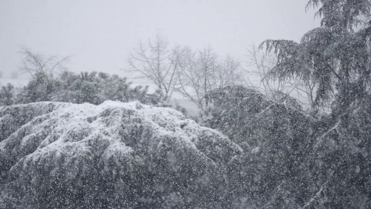 在暴风雪中，雪花落在松树上的细节。缓慢的运动。专注于雪。视频素材