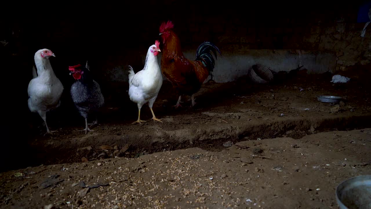 小鸡和小鸡在鸡笼里吃东西，su02视频素材