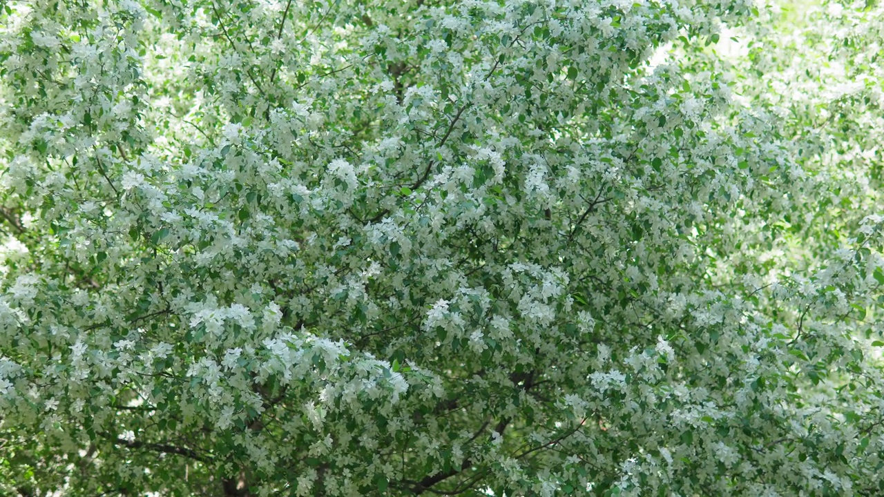 白色花瓣和白色小花的背景。花卉概念与软散景春天花园。有选择性的重点。视频素材