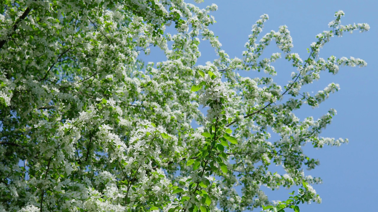 白色的花瓣和白色的小花。花卉概念与软散景春天花园。有选择性的重点。视频素材