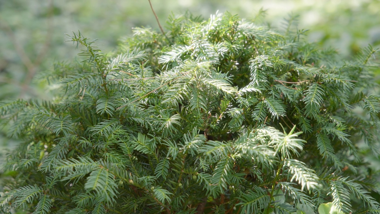 花园里的绿色灌木视频素材