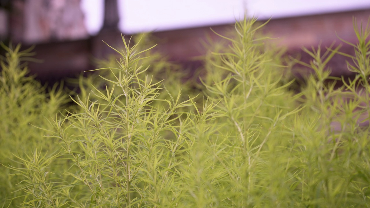 绿色植物在公园里生长视频素材