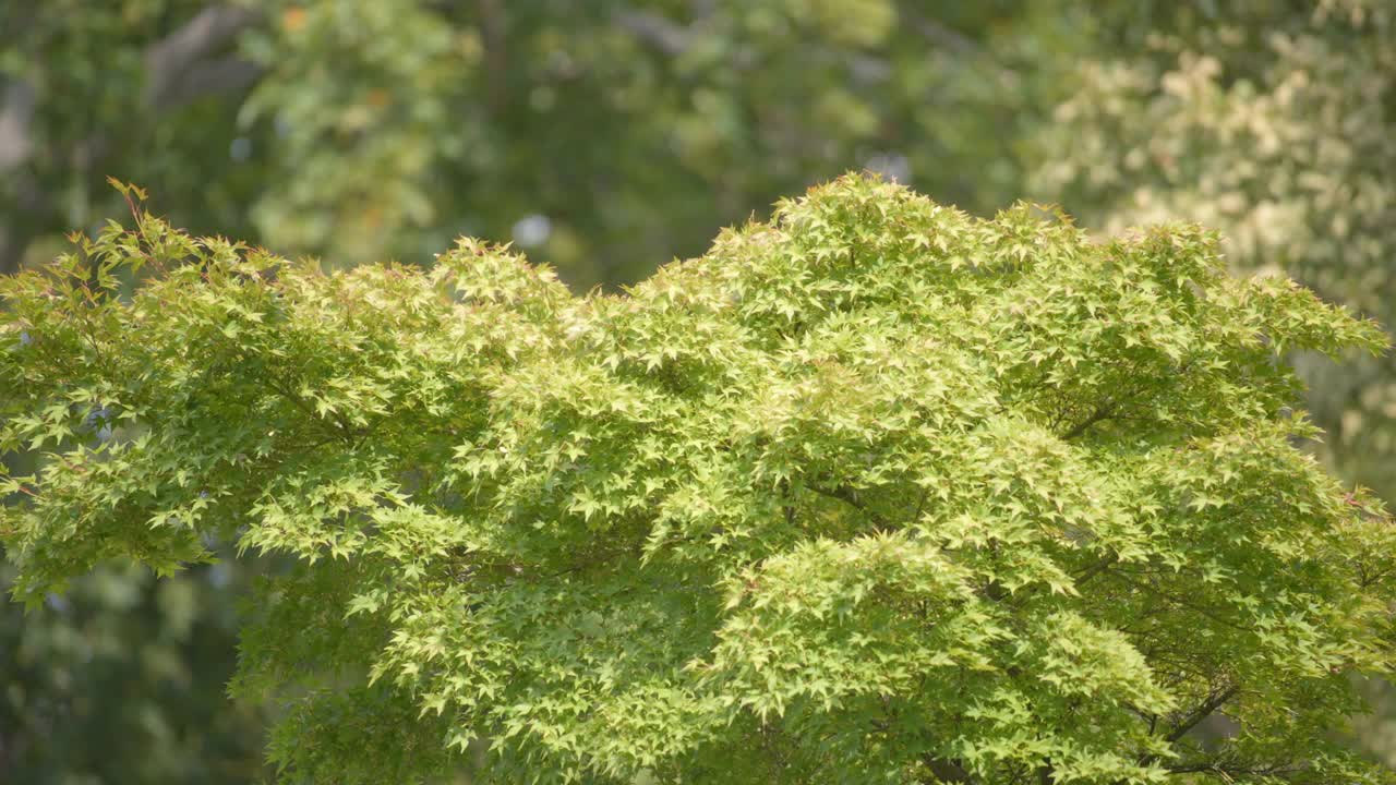 绿色的枫树在风中摇曳视频素材