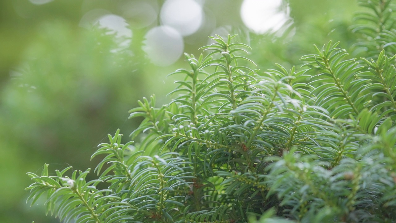 散景背景上的绿色植物视频素材