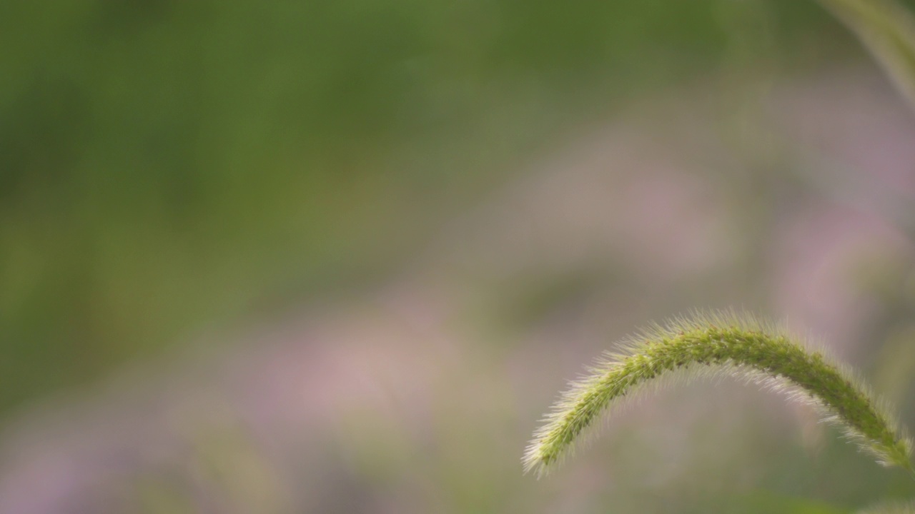 草原植被，背景模糊视频素材