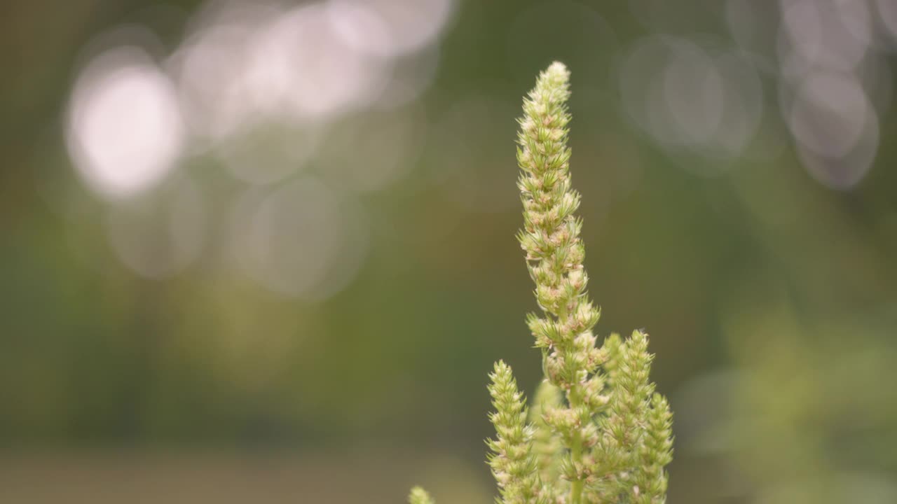 植物在模糊背景上的特写视频素材