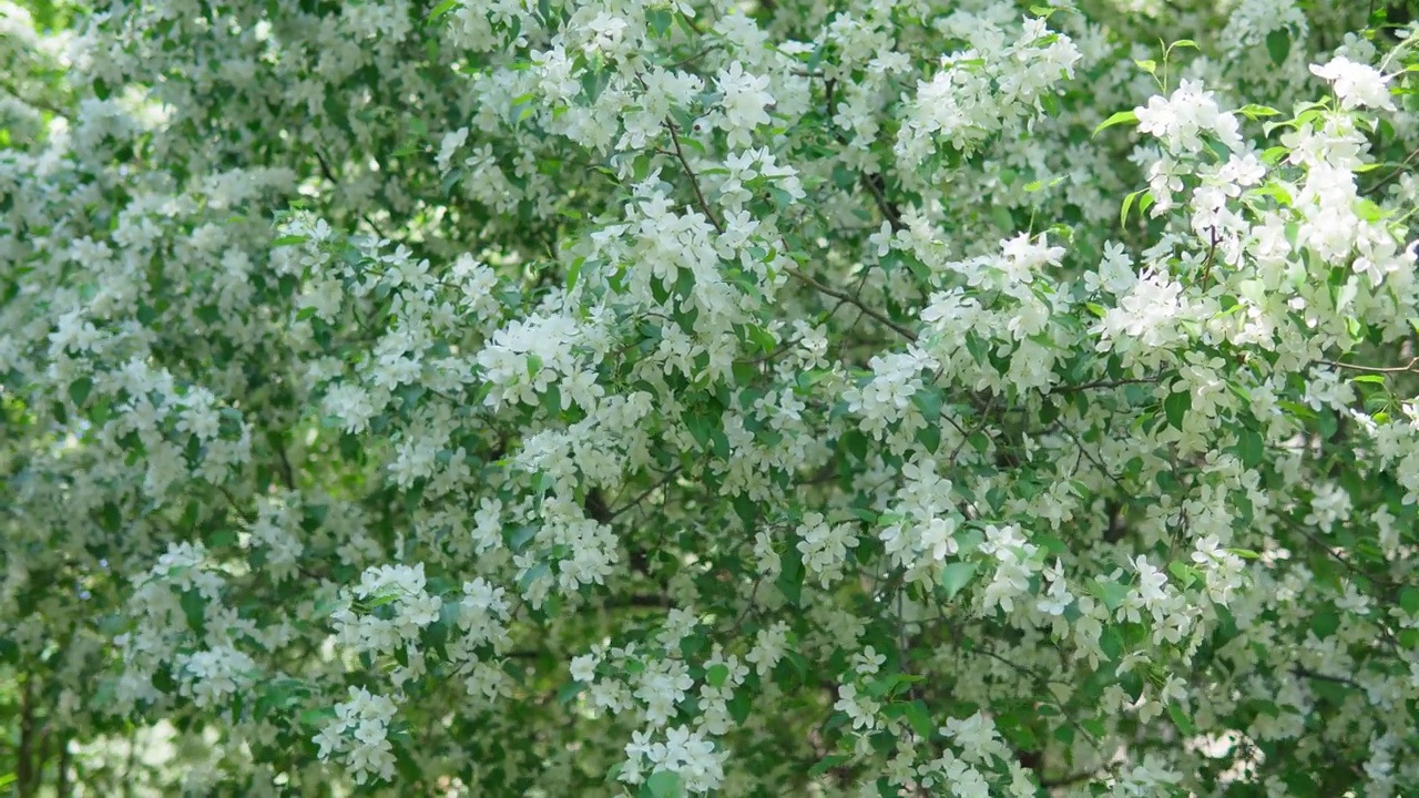 春天的背景与开花的苹果树枝。白色花瓣背景。有选择性的重点。视频素材