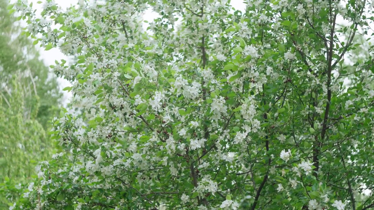 白色的花瓣和白色的小花。花卉概念与软散景春天花园。有选择性的重点。视频素材