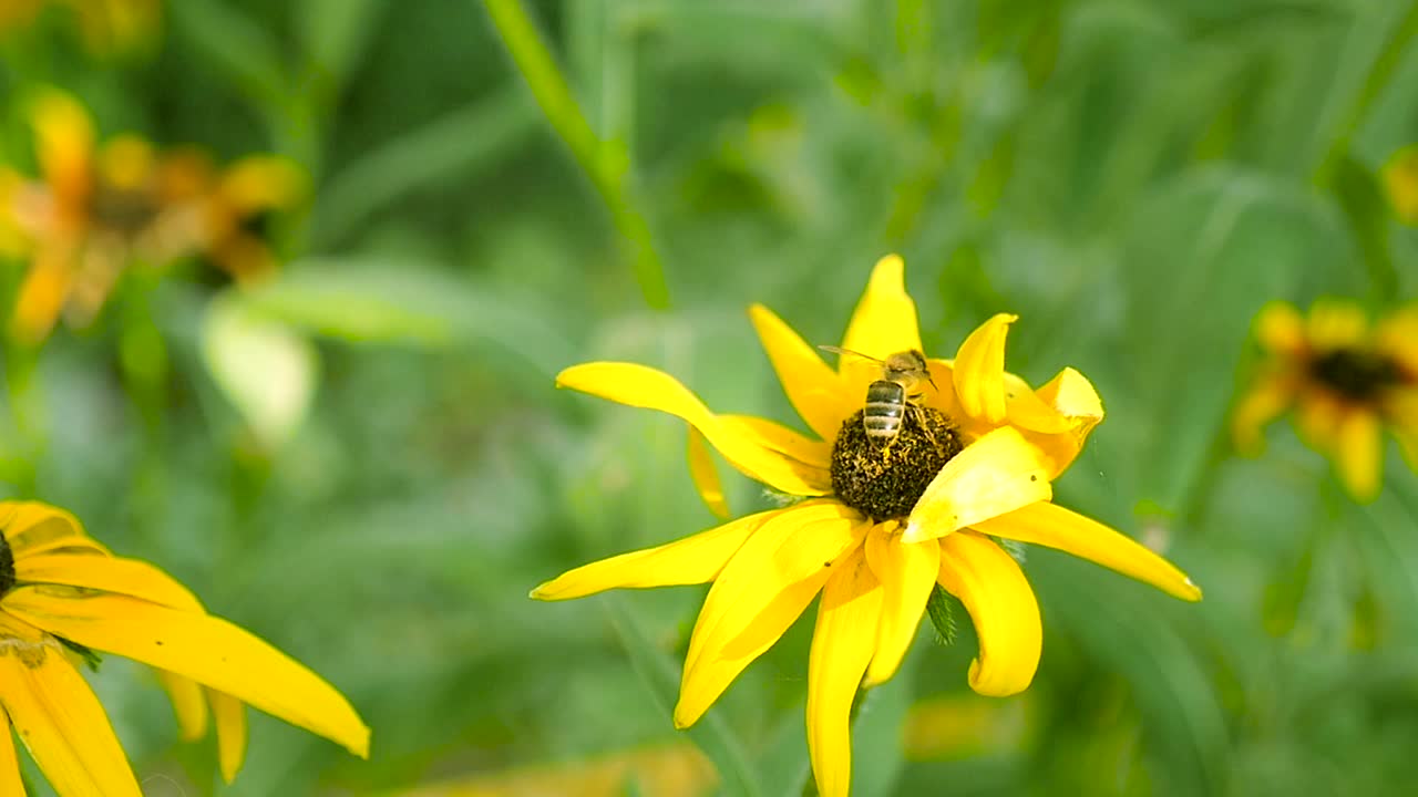 蜜蜂在黄色的花上视频素材