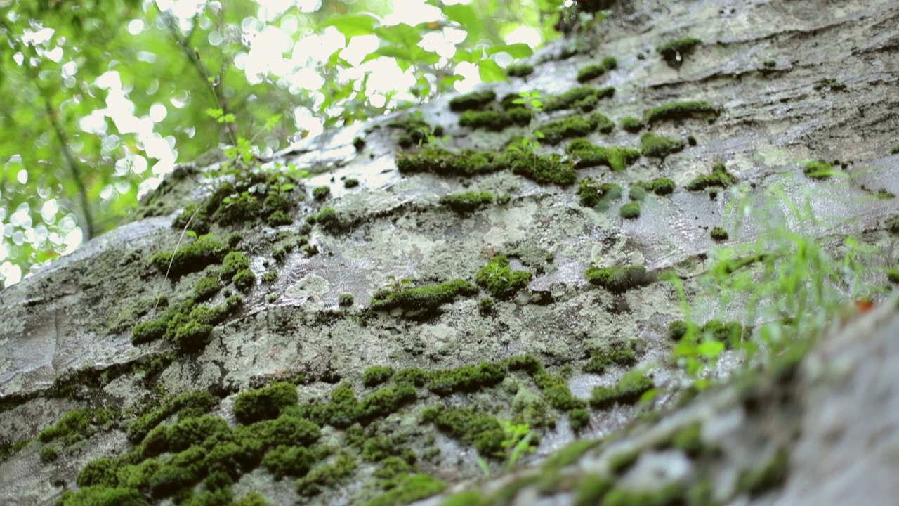 在浅焦点巨石上的湿苔藓视频素材