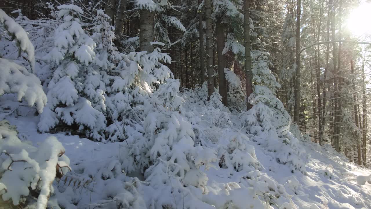 冬天的山林，白雪覆盖，阳光普照视频素材