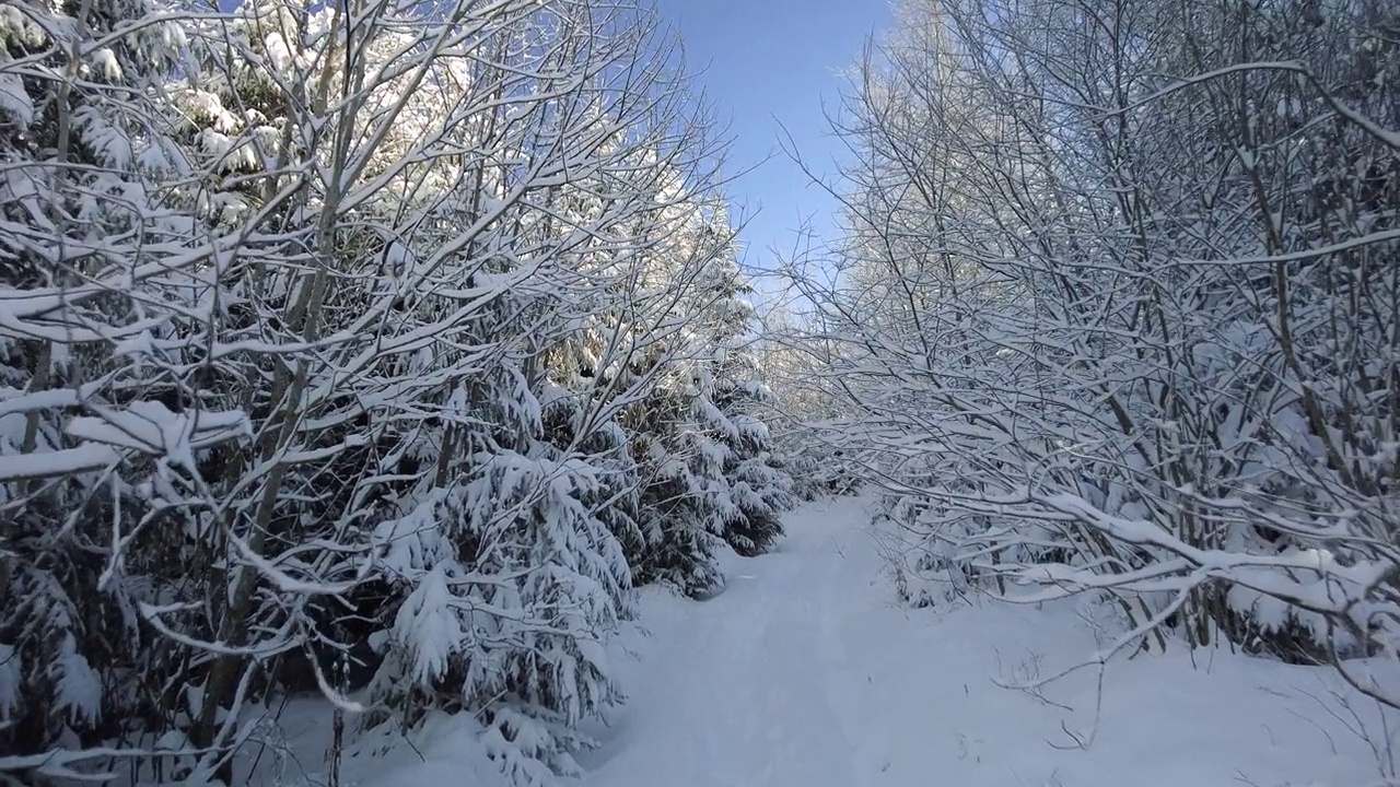 冬天的山林，白雪覆盖，阳光普照视频素材