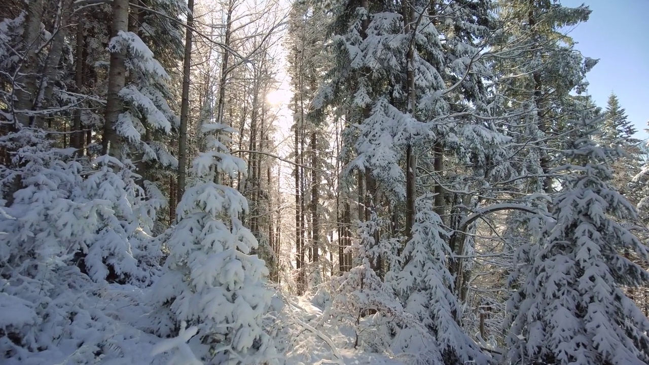 冬天的山林，白雪覆盖，阳光普照视频素材