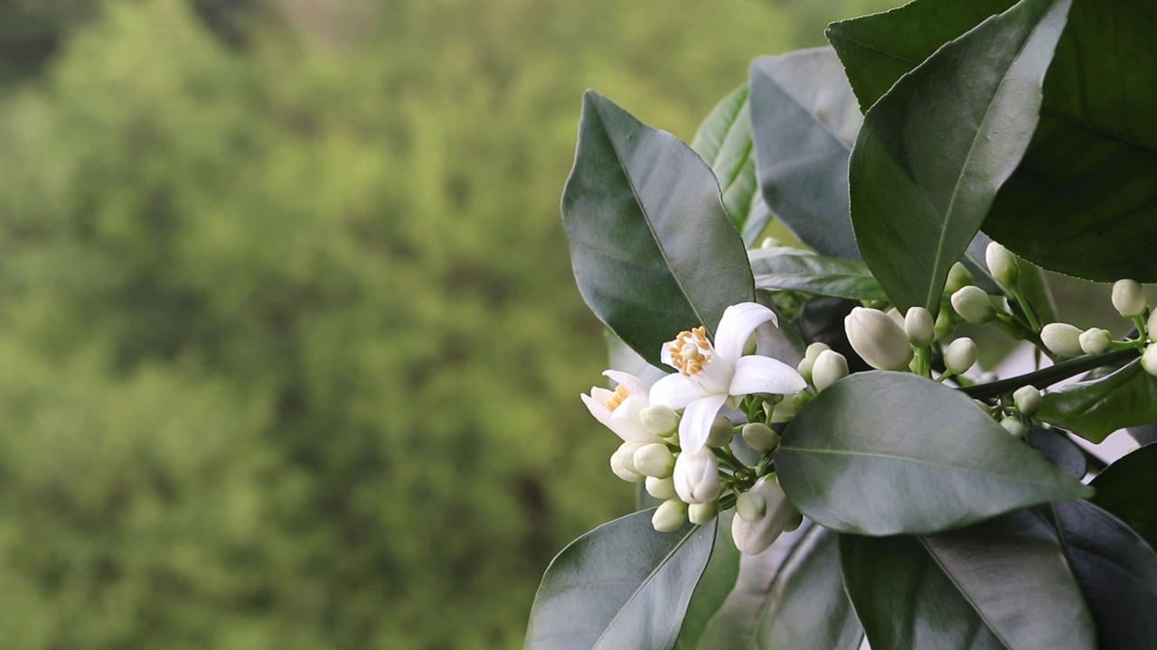 桔黄色的花，白色的花和花蕾在模糊的春天背景视频素材