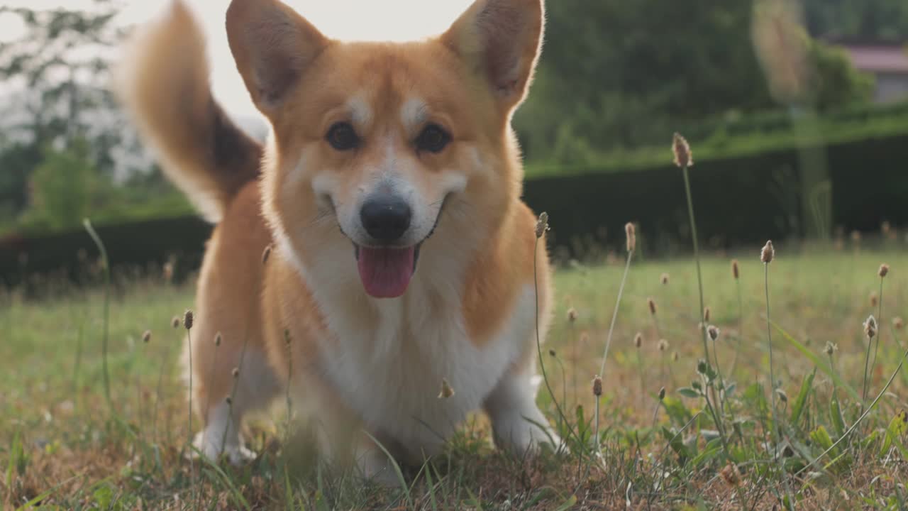 可爱顽皮的威尔士柯基犬在玩球视频素材