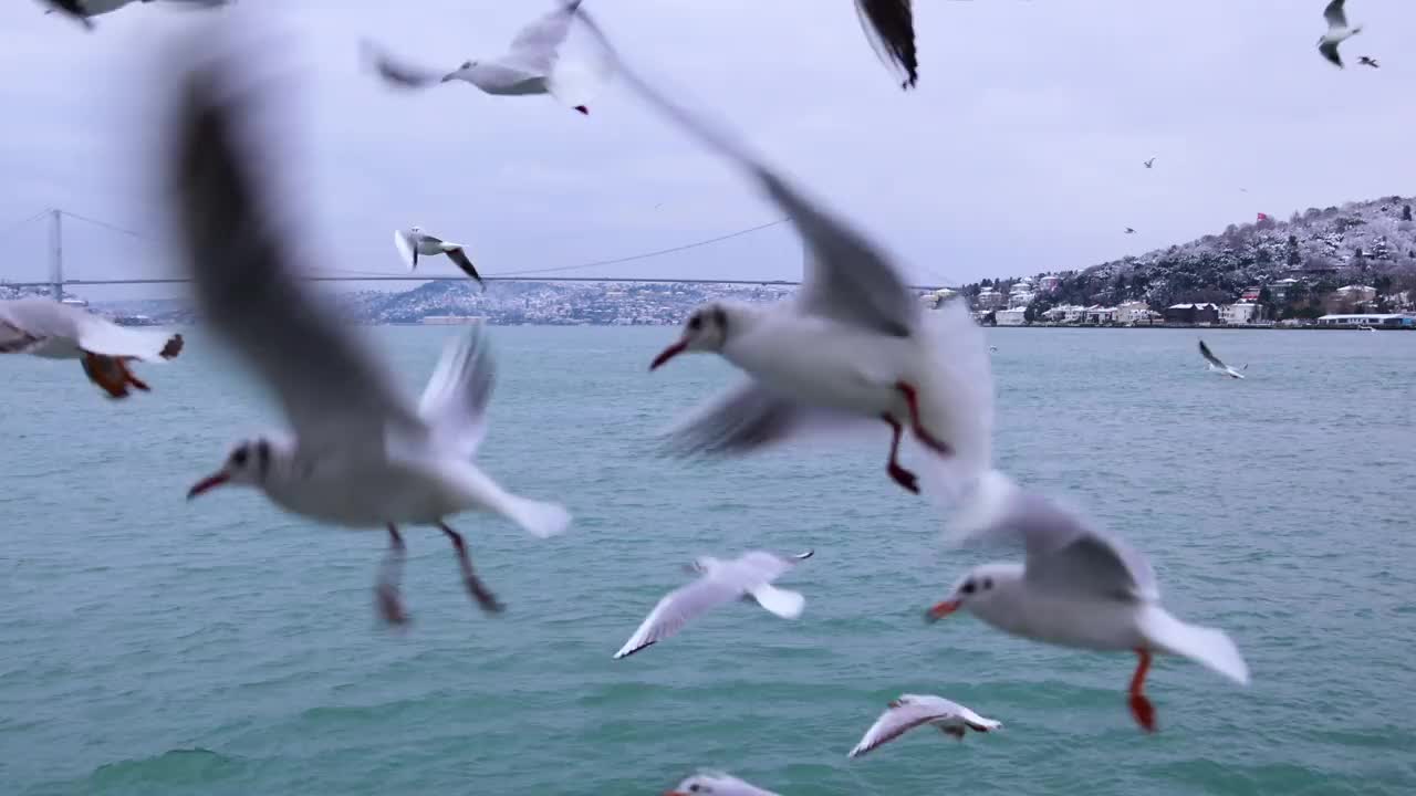 乘船在博斯普鲁斯或马尔马拉海中运动，喂海鸥，喂海鸥，背景伊斯坦布尔视频，伊斯坦布尔博斯普鲁斯大桥和海鸥视频素材