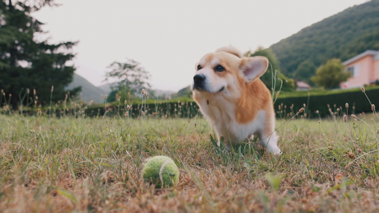 可爱顽皮的威尔士柯基犬在玩球视频素材