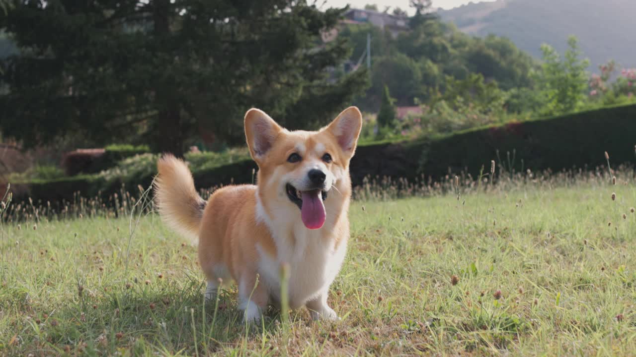 可爱顽皮的威尔士柯基犬在玩球视频素材