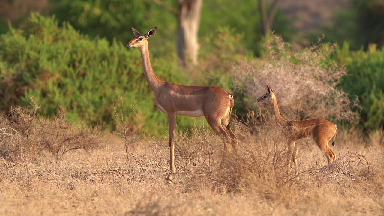 Gerenuk - Litocranius walleri也长颈鹿瞪羚，非洲的长颈羚羊，细长的脖子和四肢，在吃树叶时用后腿站立。成年和年轻的gerenuk站在灌木丛中视频素材