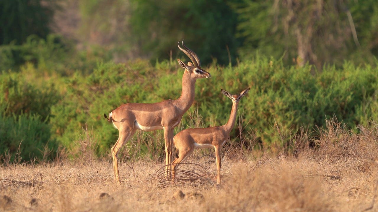 Gerenuk - Litocranius walleri也长颈鹿瞪羚，非洲的长颈羚羊，细长的脖子和四肢，在吃树叶时用后腿站立。成年和年轻的gerenuk站在灌木丛中视频素材