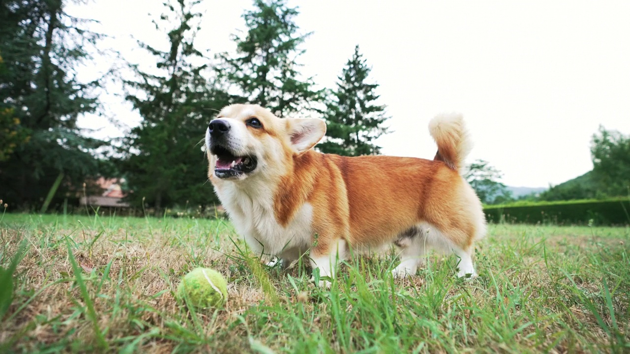 可爱顽皮的威尔士柯基犬在玩球视频素材