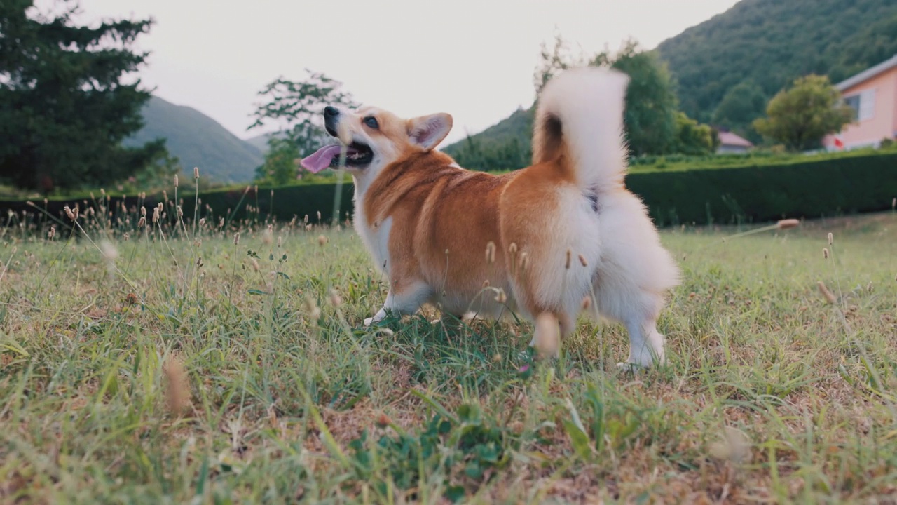 可爱顽皮的威尔士柯基犬在玩球视频素材