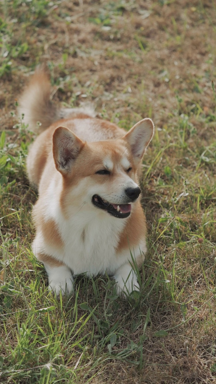 可爱顽皮的威尔士柯基犬在玩球视频素材