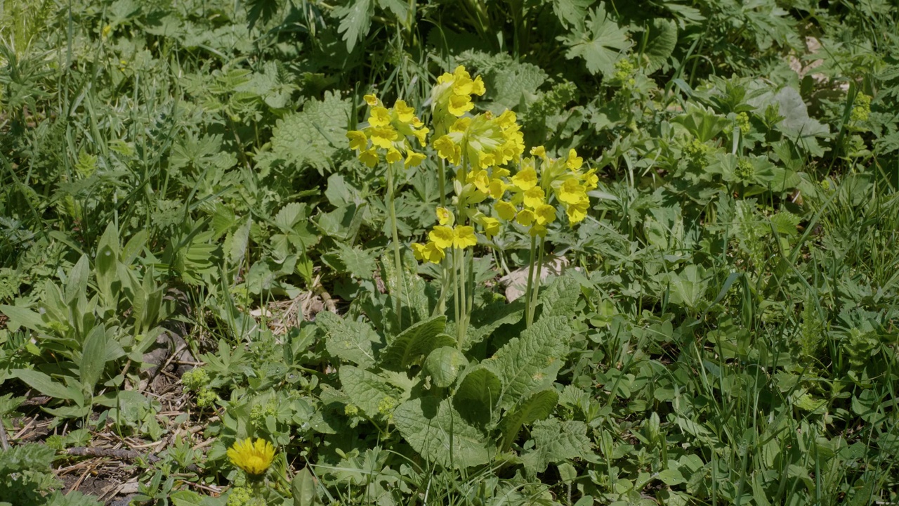 北高加索。Lago-Naki高原。开花结果。视频素材