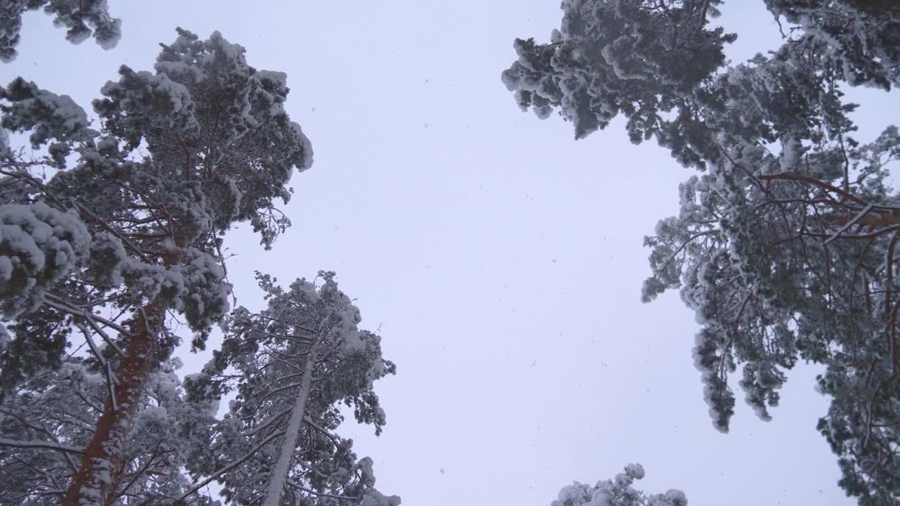 松树在雪地里。冬季森林里的降雪视频素材