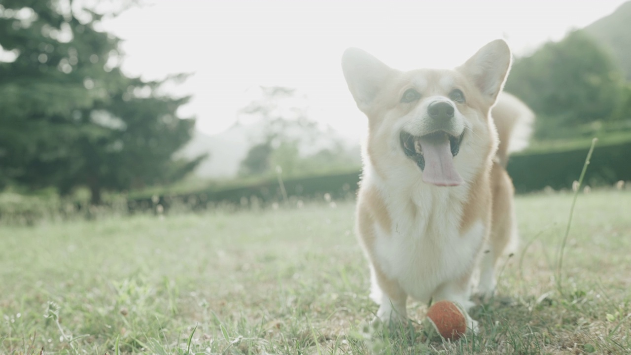 可爱顽皮的威尔士柯基犬在玩球视频素材