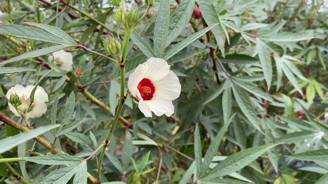 自然花园中的木槿花视频素材