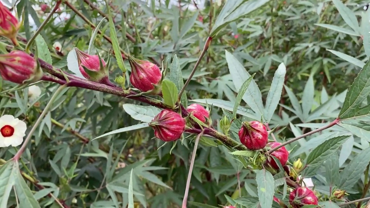 自然花园中的木槿花视频素材