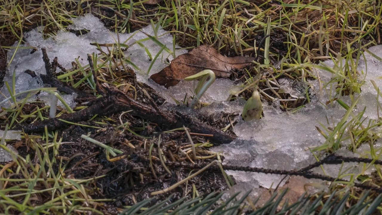 微距延时拍摄闪亮的融化的雪颗粒变成液态水，露出了绿色的草和树叶视频素材