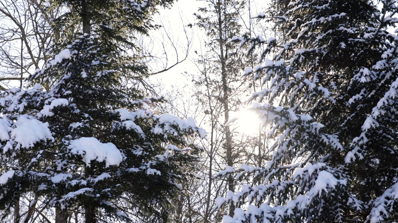 冬日森林里的白雪覆盖的树视频素材