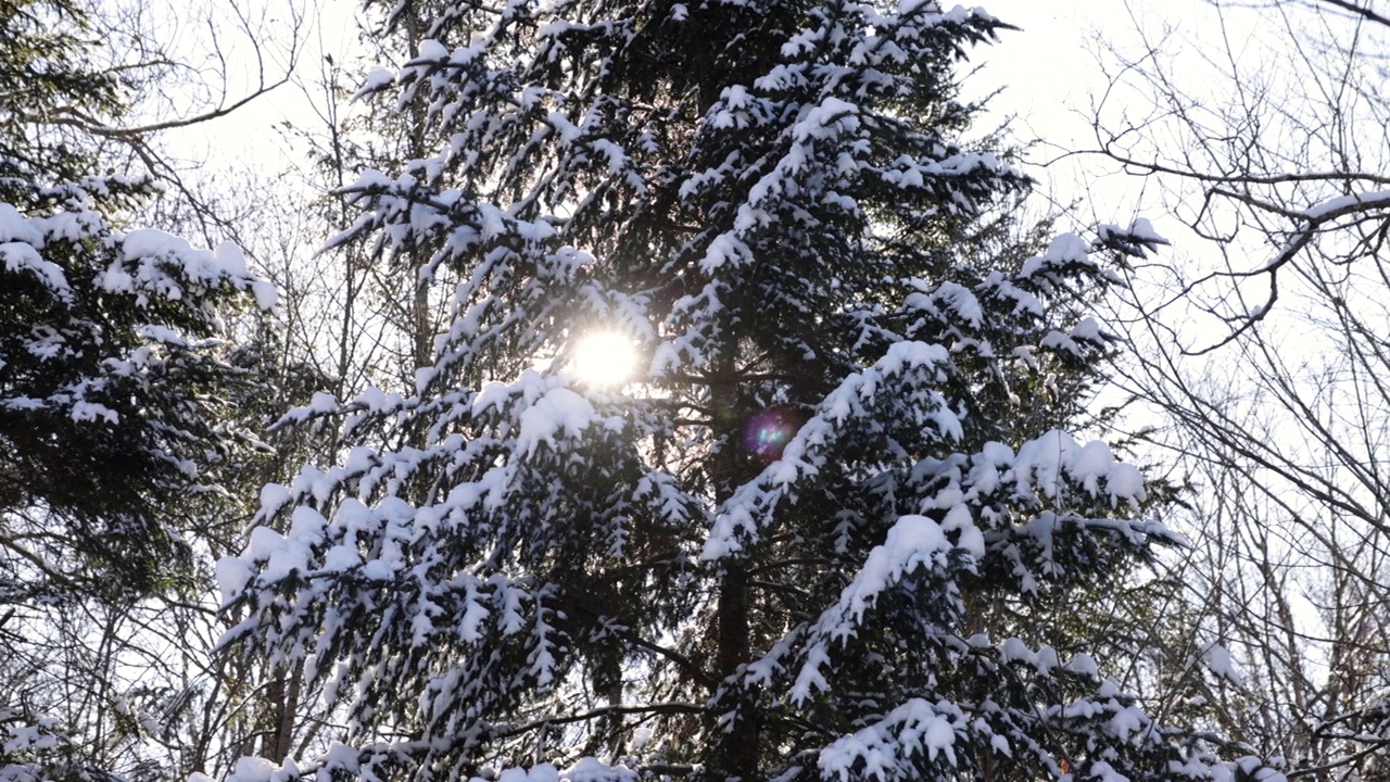 冬日森林里的白雪覆盖的树视频素材